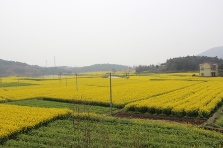 farming Scenery