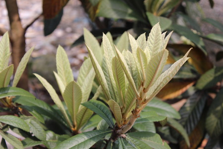 Green plantsの写真素材