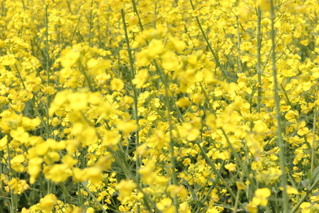 Canola flower