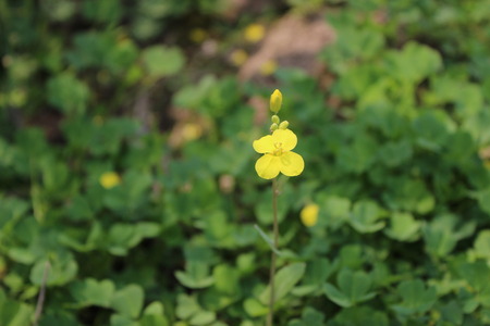 Green plantsの写真素材