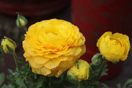 Spring flowers and plants