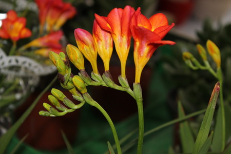 Spring flowers and plantsの写真素材