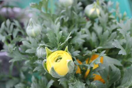 Spring flowers and plants