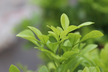 Close up of spring plant's leavesの写真素材