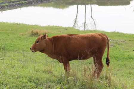 Closeup of brown cow