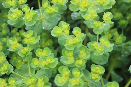 green plant