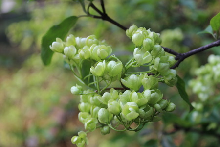 Flowers on branch