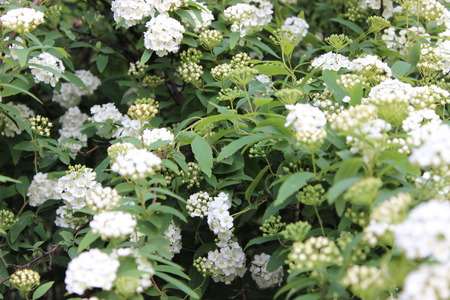 white flowers