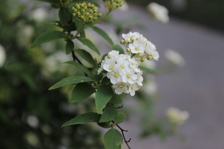 white flowers