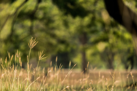 warm summer field with the grass blown by the windの写真素材