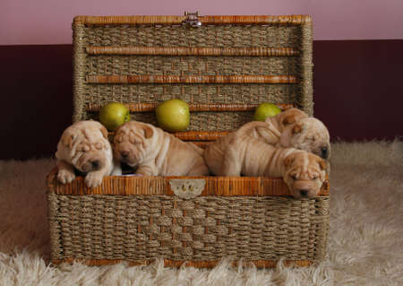 puppys in basketの写真素材