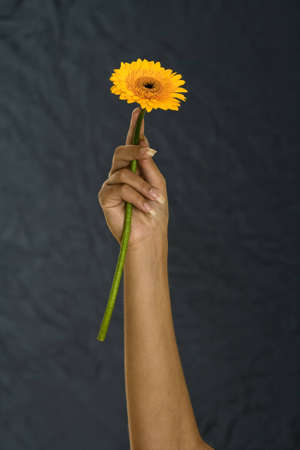 gerber in girl's handの写真素材