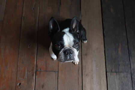 boston terrier dog look at cameraの写真素材