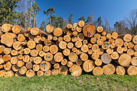 Pile of logs in the forestの写真素材