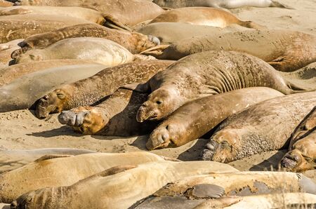 Elephant seal colony rests in the sun on the beachの写真素材