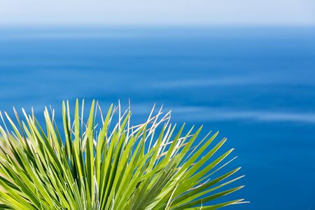 Background dwarf palm in front of clue ocean and skyの写真素材