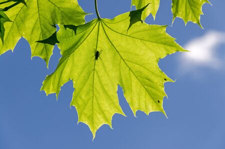 Close shot of maple leaf with fly sitting on it in front of blue skyの写真素材
