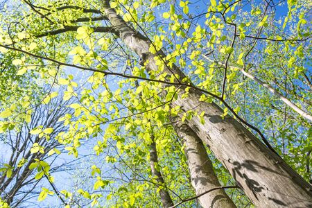 Trees and fresh green leaves in Springの写真素材