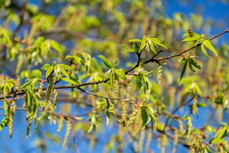 Fresh green leaves and buds of a Pontic Oak in springの写真素材