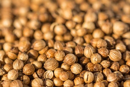 Closeup macro shot of brown dried coriander seeds