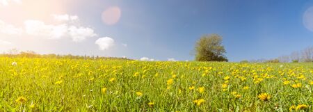 Banner image of dandelion flower meadow with lonely tree in the background with scenic lens flareの写真素材