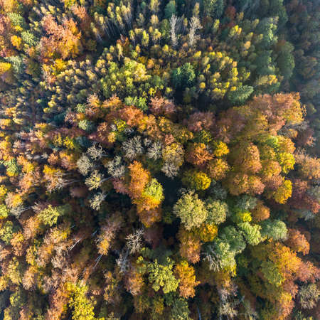 Vertical aerial shot of colorful autumnal forest