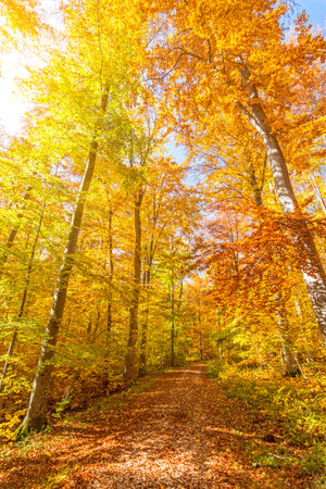 Hiking trail in the beautiful colorful forest in autumnの写真素材