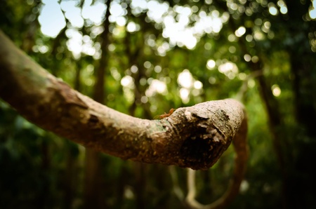 one life on the tree の写真素材