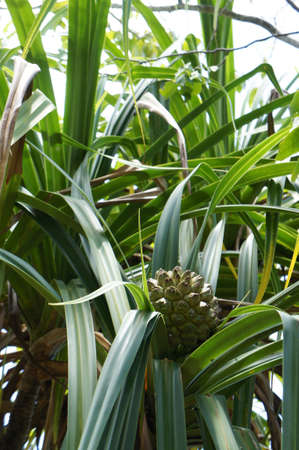Pineapple on the Seychelles quiet greenの写真素材