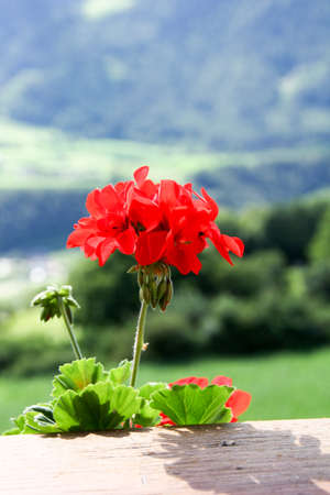 colorful flowers can the mind flourishの写真素材