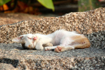 cat baby kitten sleeping on a stoneの写真素材