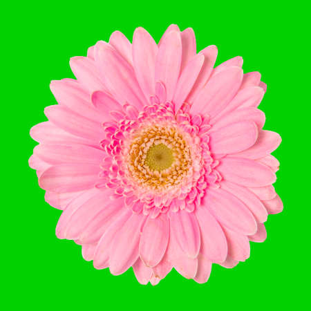 Pink Flower isolated on green screen backgroundの写真素材