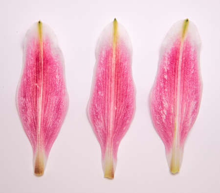 A close up of a lily flowerの写真素材