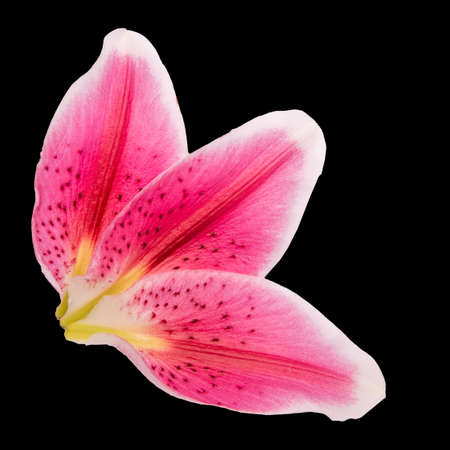 A close up texture of a flower isolated on black backgroundの写真素材