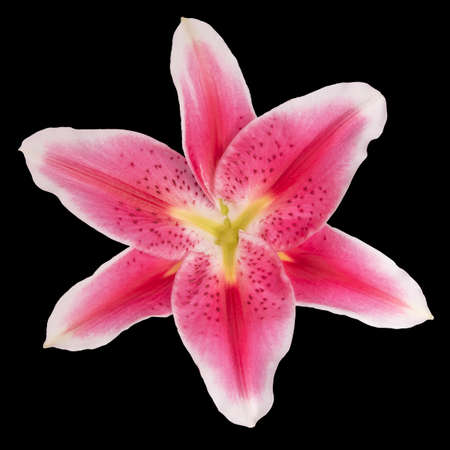A close up texture of a flower isolated on black backgroundの写真素材
