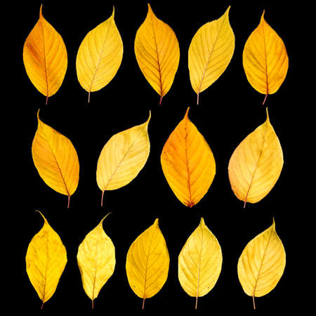 Autumn yellow leaves isolated on white backgroundの写真素材