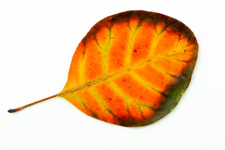 Colorful autumn leaves isolated on white background