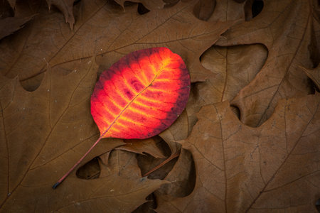 Colorful autumn leaf photo background - difference and standing out of crowd concept