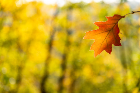 Colorful autumn leaves photo backgroundの写真素材