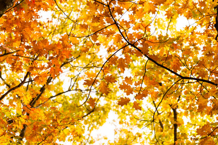 Colorful autumn leaves photo backgroundの写真素材