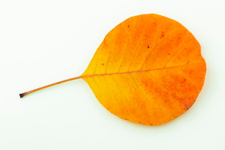 Colorful autumn leaves isolated on white backgroundの写真素材