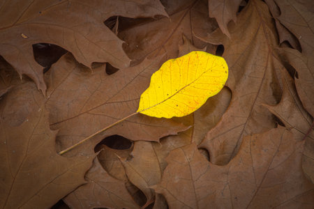 Colorful autumn leaf photo background - difference and standing out of crowd conceptの写真素材
