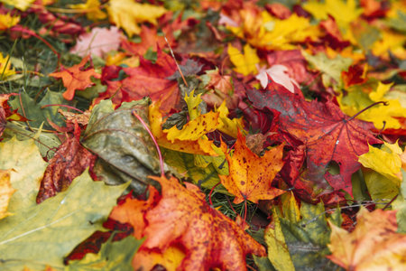 Colorful autumn leaveson the ground texture - autumn photo background