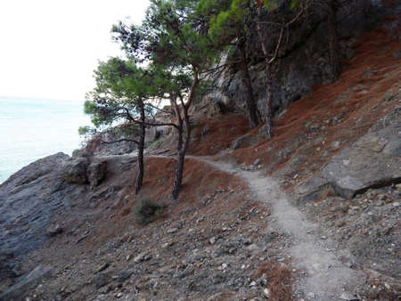 pine trees on a cliff, sea view, very sunnyの写真素材