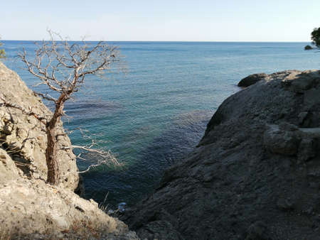 spruce and pine trees on the steep seashore, rocks, mountainsの写真素材