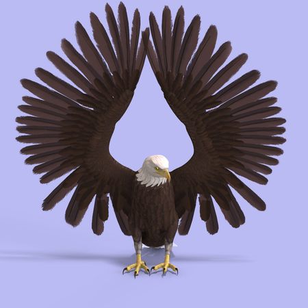 huge eagle with feathers With Clippingの写真素材