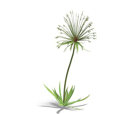 papyrus bush. 3D render with clipping and shadow over whiteの写真素材