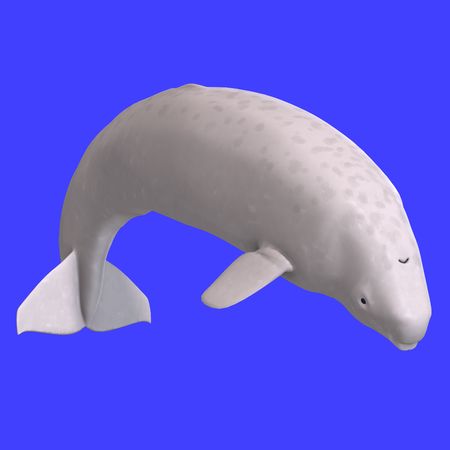 whitle juvenilie beluga whale. 3D rendering with clippingの写真素材