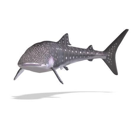 whale shark. 3D render with clipping and shadow over whiteの写真素材