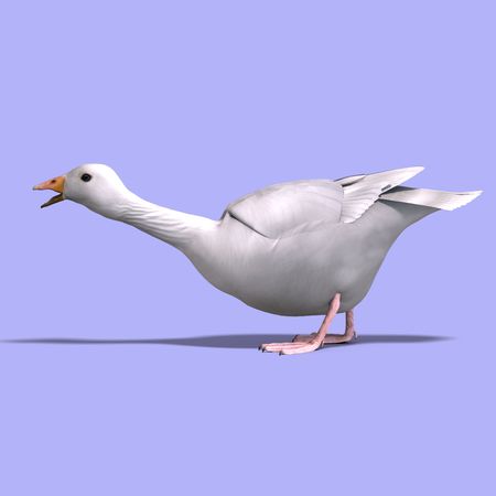 3D rendering of a snow gooseの写真素材